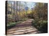 California, Sierra Nevada, Inyo Nf, Dirt Road, Fall Colors of Aspens-Christopher Talbot Frank-Stretched Canvas