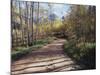 California, Sierra Nevada, Inyo Nf, Dirt Road, Fall Colors of Aspens-Christopher Talbot Frank-Mounted Photographic Print