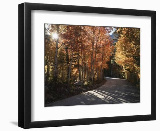 California, Sierra Nevada, Inyo Nf, Dirt Road, Fall Colors of Aspens-Christopher Talbot Frank-Framed Photographic Print