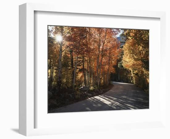 California, Sierra Nevada, Inyo Nf, Dirt Road, Fall Colors of Aspens-Christopher Talbot Frank-Framed Photographic Print