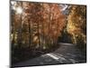 California, Sierra Nevada, Inyo Nf, Dirt Road, Fall Colors of Aspens-Christopher Talbot Frank-Mounted Photographic Print