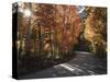 California, Sierra Nevada, Inyo Nf, Dirt Road, Fall Colors of Aspens-Christopher Talbot Frank-Stretched Canvas