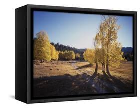 California, Sierra Nevada, Inyo Nf, Dirt Road, Fall Colors of Aspens-Christopher Talbot Frank-Framed Stretched Canvas