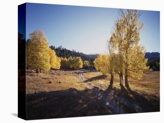 California, Sierra Nevada, Inyo Nf, Dirt Road, Fall Colors of Aspens-Christopher Talbot Frank-Stretched Canvas