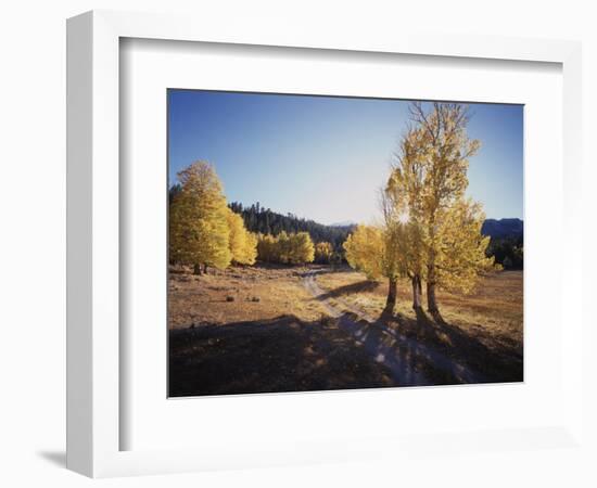 California, Sierra Nevada, Inyo Nf, Dirt Road, Fall Colors of Aspens-Christopher Talbot Frank-Framed Photographic Print