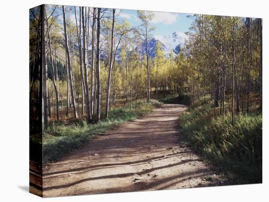 California, Sierra Nevada, Inyo Nf, Dirt Road, Fall Colors of Aspens-Christopher Talbot Frank-Stretched Canvas