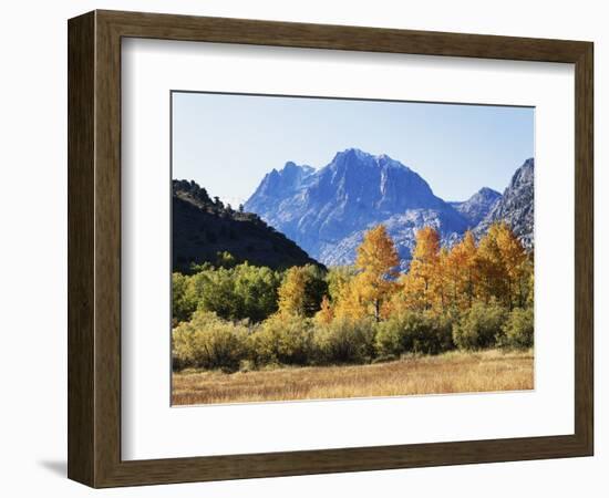 California, Sierra Nevada, Inyo Nf, Fall Colors of Aspen Trees-Christopher Talbot Frank-Framed Photographic Print