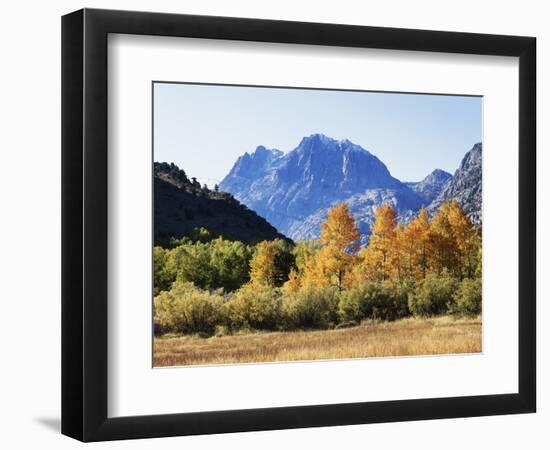 California, Sierra Nevada, Inyo Nf, Fall Colors of Aspen Trees-Christopher Talbot Frank-Framed Photographic Print