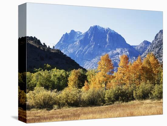 California, Sierra Nevada, Inyo Nf, Fall Colors of Aspen Trees-Christopher Talbot Frank-Stretched Canvas
