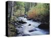 California, Sierra Nevada, Inyo Nf, Lee Vining Creek Through Forest-Christopher Talbot Frank-Stretched Canvas