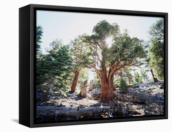 California, Sierra Nevada, Inyo Nf, Old Growth Juniper Tree, Juniperus-Christopher Talbot Frank-Framed Stretched Canvas