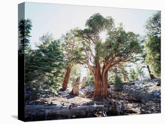 California, Sierra Nevada, Inyo Nf, Old Growth Juniper Tree, Juniperus-Christopher Talbot Frank-Stretched Canvas