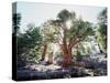 California, Sierra Nevada, Inyo Nf, Old Growth Juniper Tree, Juniperus-Christopher Talbot Frank-Stretched Canvas