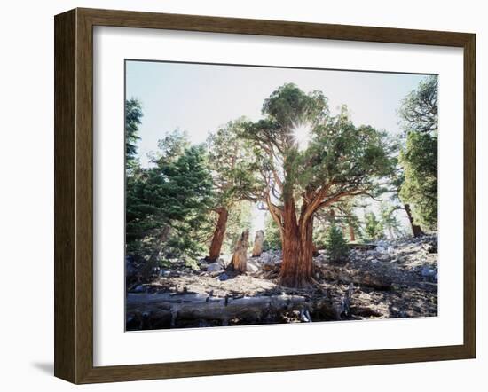 California, Sierra Nevada, Inyo Nf, Old Growth Juniper Tree, Juniperus-Christopher Talbot Frank-Framed Photographic Print