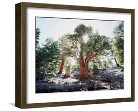 California, Sierra Nevada, Inyo Nf, Old Growth Juniper Tree, Juniperus-Christopher Talbot Frank-Framed Photographic Print