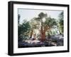 California, Sierra Nevada, Inyo Nf, Old Growth Juniper Tree, Juniperus-Christopher Talbot Frank-Framed Photographic Print