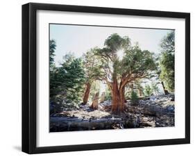 California, Sierra Nevada, Inyo Nf, Old Growth Juniper Tree, Juniperus-Christopher Talbot Frank-Framed Photographic Print