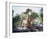 California, Sierra Nevada, Inyo Nf, Old Growth Juniper Tree, Juniperus-Christopher Talbot Frank-Framed Photographic Print