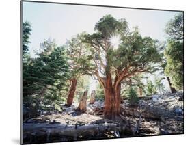 California, Sierra Nevada, Inyo Nf, Old Growth Juniper Tree, Juniperus-Christopher Talbot Frank-Mounted Photographic Print