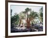 California, Sierra Nevada, Inyo Nf, Old Growth Juniper Tree, Juniperus-Christopher Talbot Frank-Framed Photographic Print