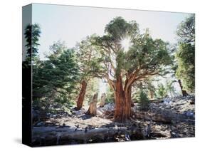 California, Sierra Nevada, Inyo Nf, Old Growth Juniper Tree, Juniperus-Christopher Talbot Frank-Stretched Canvas