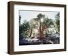 California, Sierra Nevada, Inyo Nf, Old Growth Juniper Tree, Juniperus-Christopher Talbot Frank-Framed Photographic Print