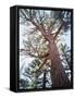 California, Sierra Nevada, Inyo Nf, Old Growth Ponderosa Pine Tree-Christopher Talbot Frank-Framed Stretched Canvas