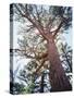 California, Sierra Nevada, Inyo Nf, Old Growth Ponderosa Pine Tree-Christopher Talbot Frank-Stretched Canvas