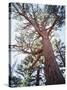 California, Sierra Nevada, Inyo Nf, Old Growth Ponderosa Pine Tree-Christopher Talbot Frank-Stretched Canvas