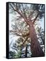 California, Sierra Nevada, Inyo Nf, Old Growth Ponderosa Pine Tree-Christopher Talbot Frank-Framed Stretched Canvas