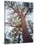 California, Sierra Nevada, Inyo Nf, Old Growth Ponderosa Pine Tree-Christopher Talbot Frank-Stretched Canvas