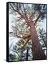 California, Sierra Nevada, Inyo Nf, Old Growth Ponderosa Pine Tree-Christopher Talbot Frank-Framed Stretched Canvas
