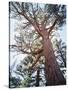 California, Sierra Nevada, Inyo Nf, Old Growth Ponderosa Pine Tree-Christopher Talbot Frank-Stretched Canvas