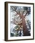 California, Sierra Nevada, Inyo Nf, Old Growth Ponderosa Pine Tree-Christopher Talbot Frank-Framed Photographic Print