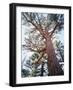 California, Sierra Nevada, Inyo Nf, Old Growth Ponderosa Pine Tree-Christopher Talbot Frank-Framed Photographic Print