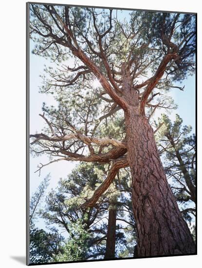 California, Sierra Nevada, Inyo Nf, Old Growth Ponderosa Pine Tree-Christopher Talbot Frank-Mounted Photographic Print