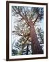 California, Sierra Nevada, Inyo Nf, Old Growth Ponderosa Pine Tree-Christopher Talbot Frank-Framed Photographic Print