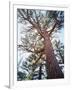 California, Sierra Nevada, Inyo Nf, Old Growth Ponderosa Pine Tree-Christopher Talbot Frank-Framed Photographic Print