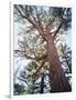 California, Sierra Nevada, Inyo Nf, Old Growth Ponderosa Pine Tree-Christopher Talbot Frank-Framed Photographic Print