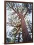 California, Sierra Nevada, Inyo Nf, Old Growth Ponderosa Pine Tree-Christopher Talbot Frank-Framed Photographic Print