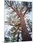 California, Sierra Nevada, Inyo Nf, Old Growth Ponderosa Pine Tree-Christopher Talbot Frank-Mounted Photographic Print