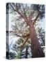 California, Sierra Nevada, Inyo Nf, Old Growth Ponderosa Pine Tree-Christopher Talbot Frank-Stretched Canvas