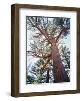 California, Sierra Nevada, Inyo Nf, Old Growth Ponderosa Pine Tree-Christopher Talbot Frank-Framed Photographic Print