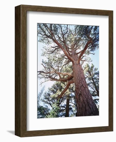 California, Sierra Nevada, Inyo Nf, Old Growth Ponderosa Pine Tree-Christopher Talbot Frank-Framed Photographic Print