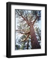 California, Sierra Nevada, Inyo Nf, Old Growth Ponderosa Pine Tree-Christopher Talbot Frank-Framed Photographic Print