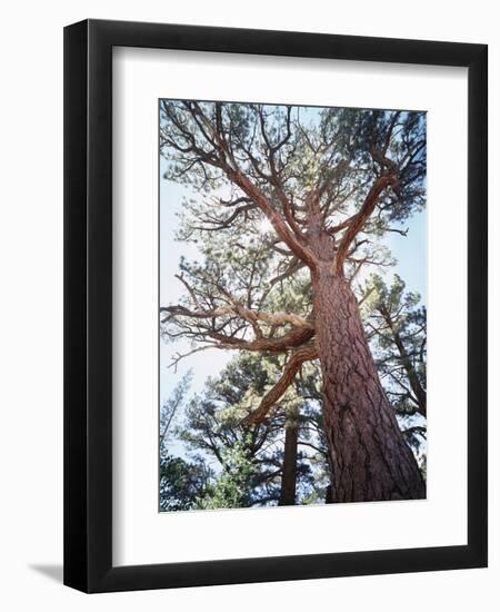 California, Sierra Nevada, Inyo Nf, Old Growth Ponderosa Pine Tree-Christopher Talbot Frank-Framed Photographic Print