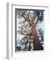 California, Sierra Nevada, Inyo Nf, Old Growth Ponderosa Pine Tree-Christopher Talbot Frank-Framed Photographic Print