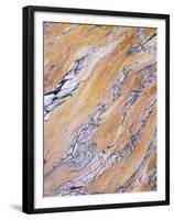 California, Sierra Nevada, Inyo Nf, Patterns of Wood Grain-Christopher Talbot Frank-Framed Premium Photographic Print