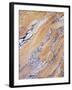 California, Sierra Nevada, Inyo Nf, Patterns of Wood Grain-Christopher Talbot Frank-Framed Premium Photographic Print