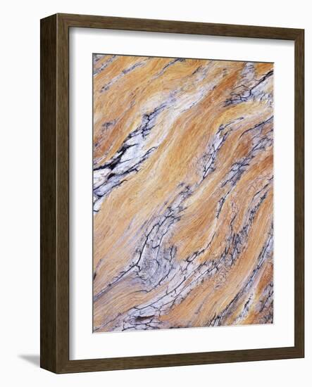 California, Sierra Nevada, Inyo Nf, Patterns of Wood Grain-Christopher Talbot Frank-Framed Photographic Print